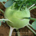 Heirloom green hybrid F1 Organic kohlrabi japanese vegetable cabbage seeds